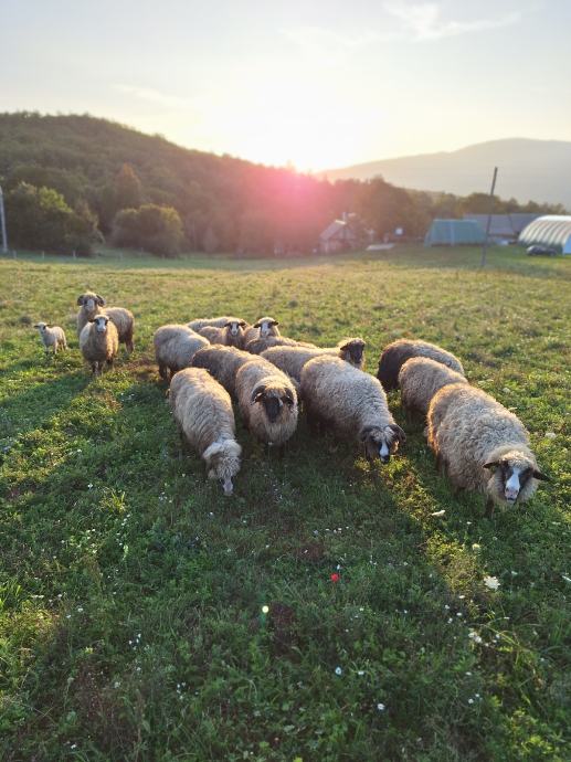 Prodaju se ovce pasmine lička pramenka