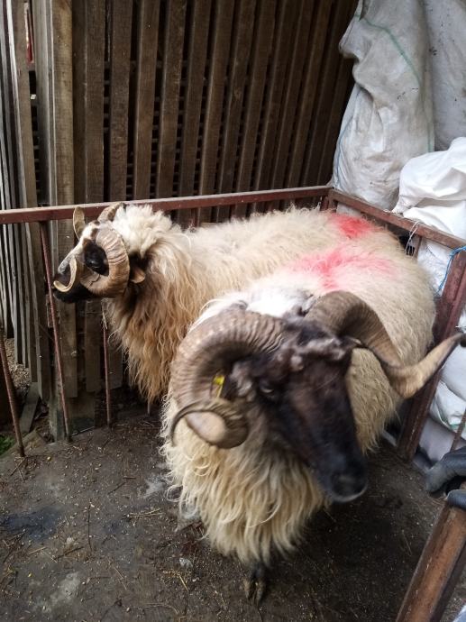 Rasplodni ovnovi pramenka zamjena sijeno, otavu, kukuruz, Krnjak!!