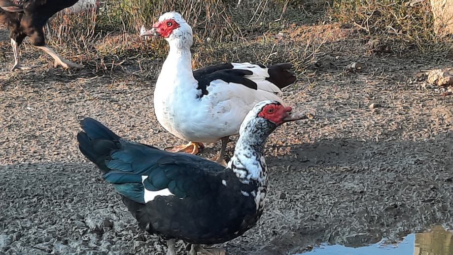 3 japanska patka