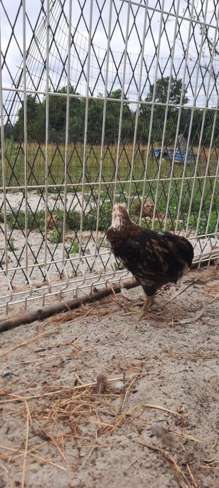 Araucana jaja i kokoši