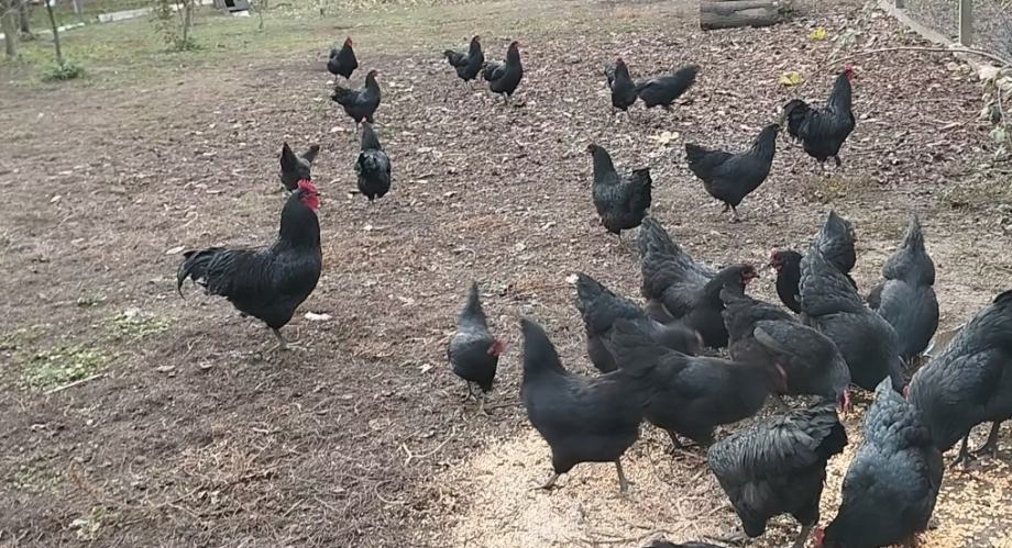 Australorp pijetlovi