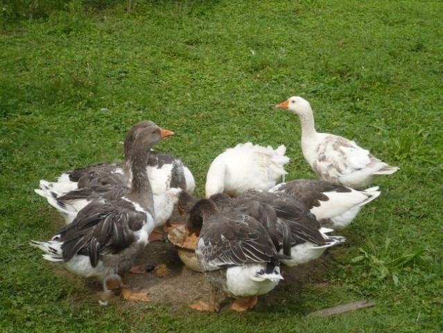 DOMAĆE PATKE - OČIŠĆENE