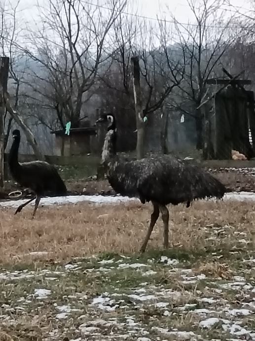 Emu ptica