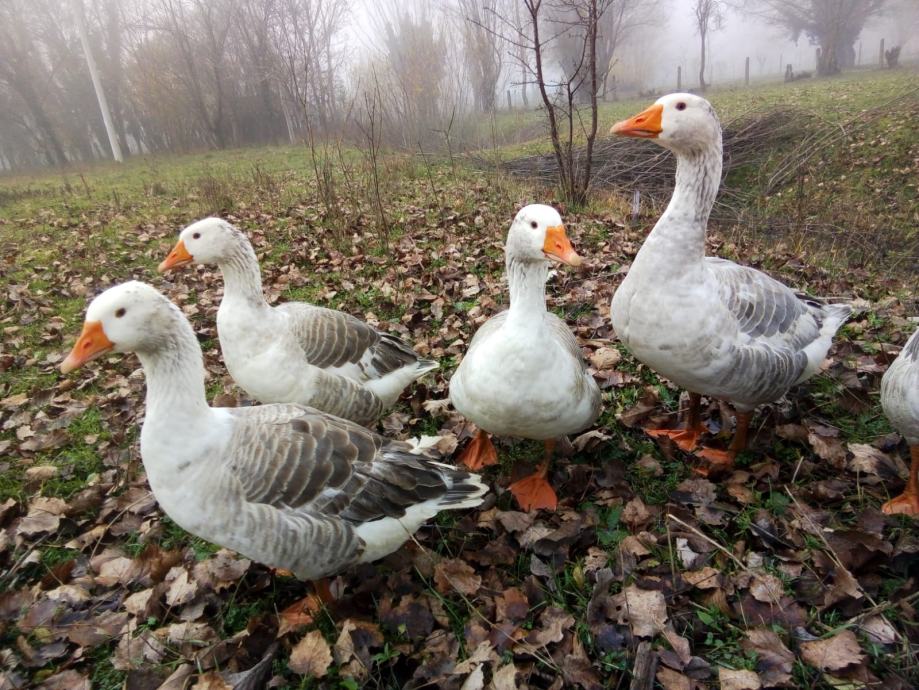 guske posavske sa guscicima