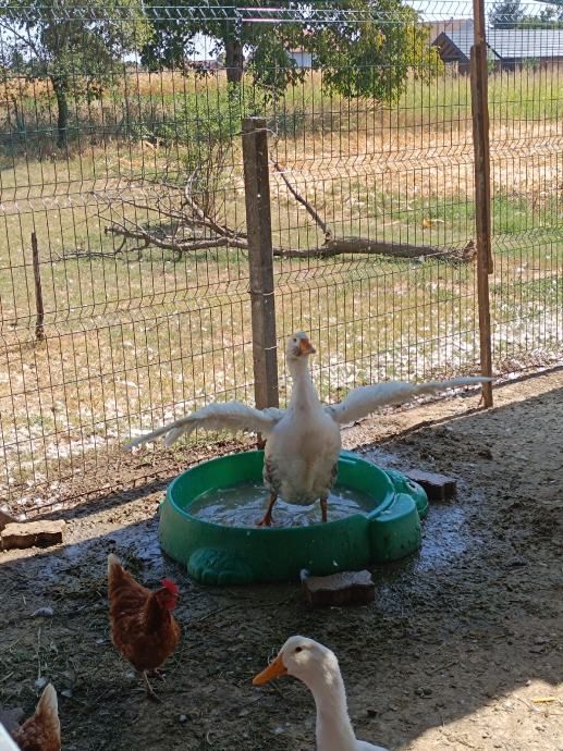 GUSKE I PATKE VRHUNSKE KVALITETE NA PRODAJU