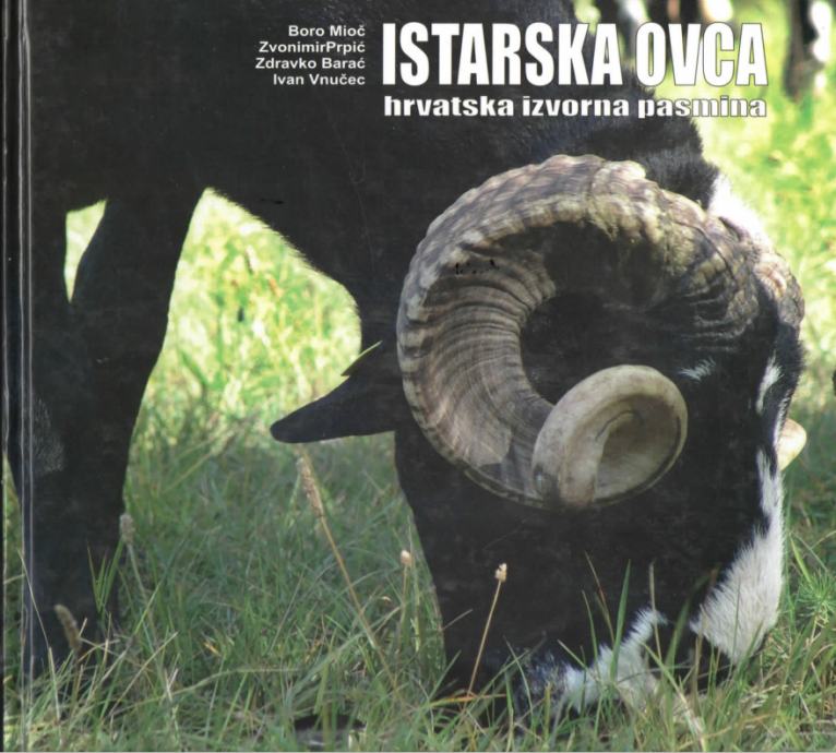 Istarska ovca - hrvatska izvorna pasmina