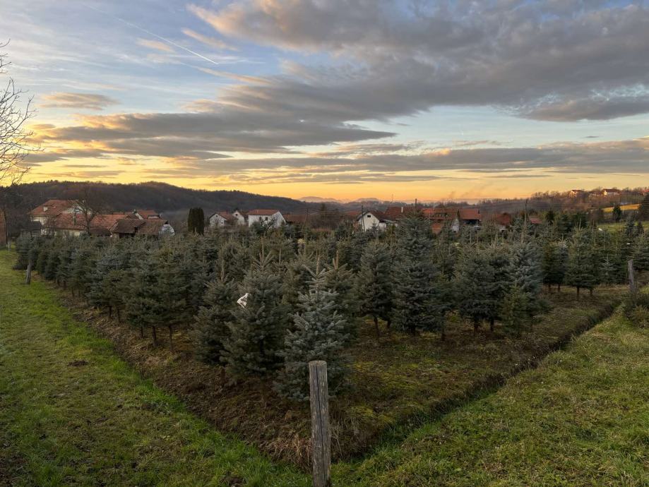 Božićna drvca - srebrna smreka/nordijska jela