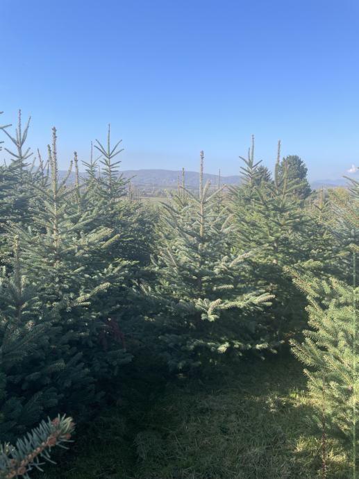 Prodaja božićnih drvaca, posječenih, na veliko