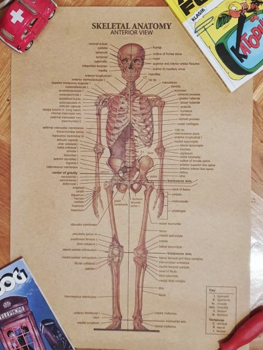 ANATOMIJA KOSTUR poster Skeletal Anatomy