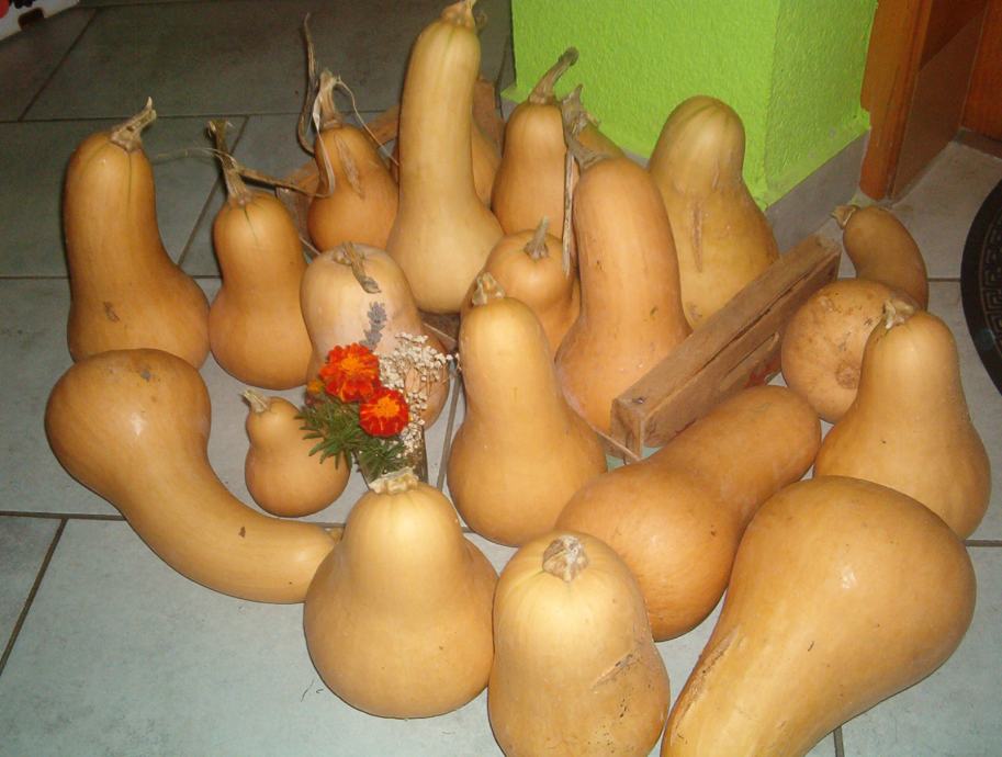 Organski uzgojena butternut tikvica