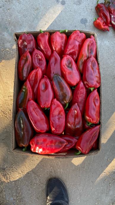 Paprika roga