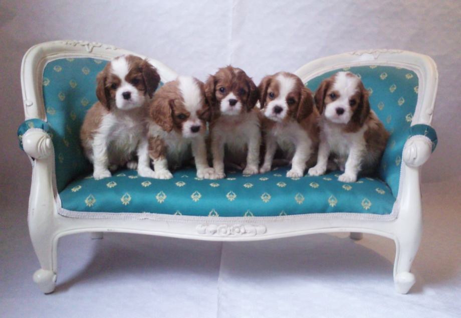 Cavalier King Charles Spaniel, kavalir, za najbolje ferije