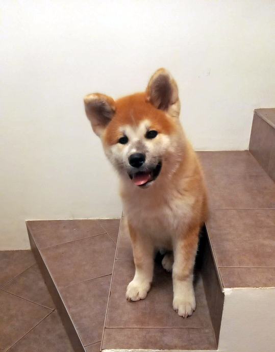 AKITA INU ŠTENCI