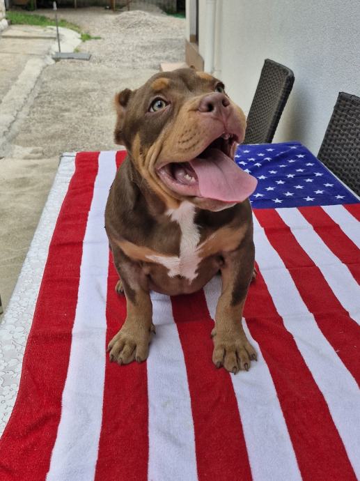 American bully