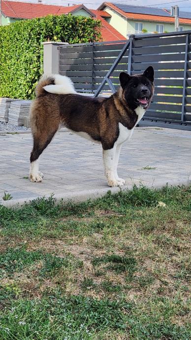 Americka Akita