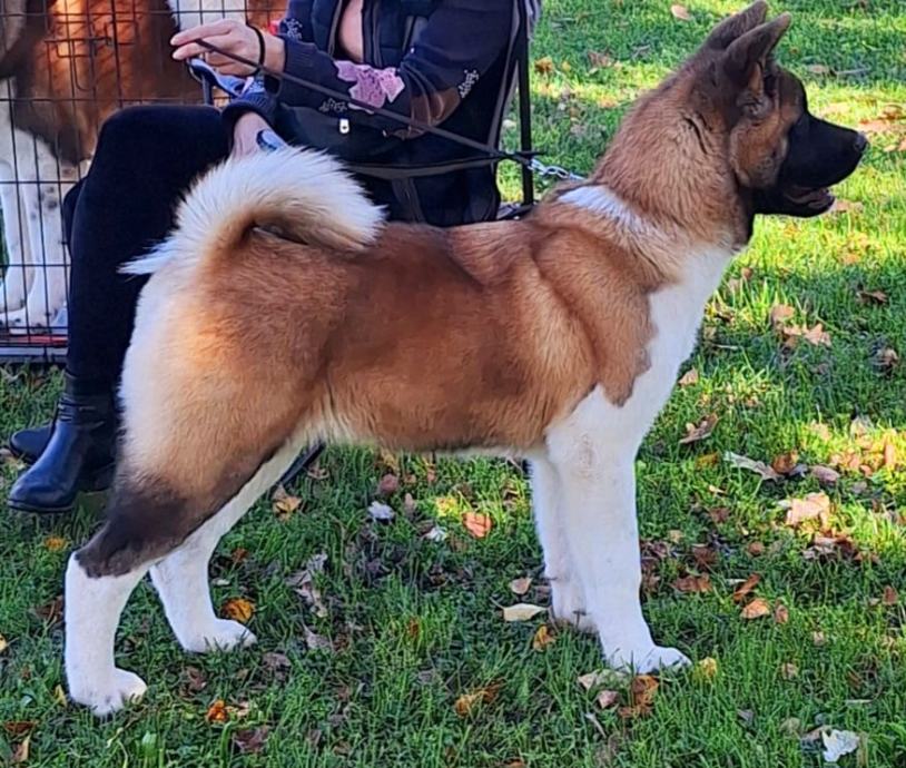 Američka akita, štenci vrhunskog rodovnika - Uzgajivačnica ROWTAG