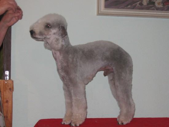 Bedlington terijer