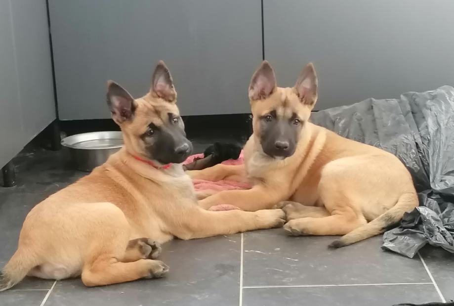 Belgijski ovčar malinois štenci