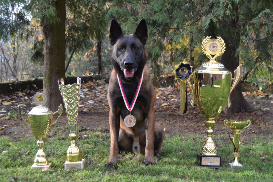 Belgijski ovčar, Troya Legis Canis-Adonis Na La Dvor