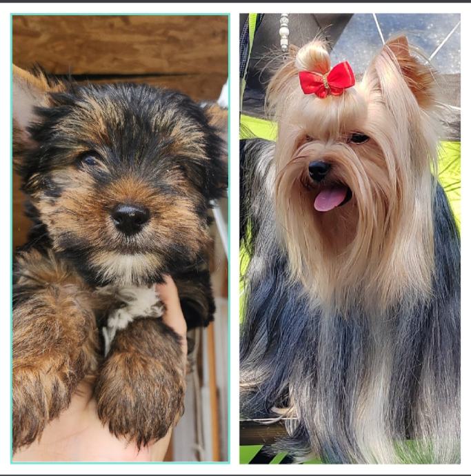 Yorkshire terrier,jorksirski terier,otac SAMPION HRVATSKE