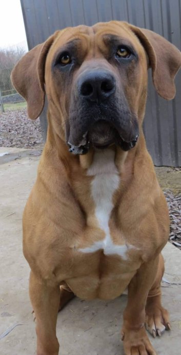 Boerboel (Afrički Mastif)