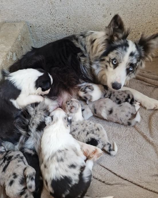 Border Collie Čistokrvni Štenci