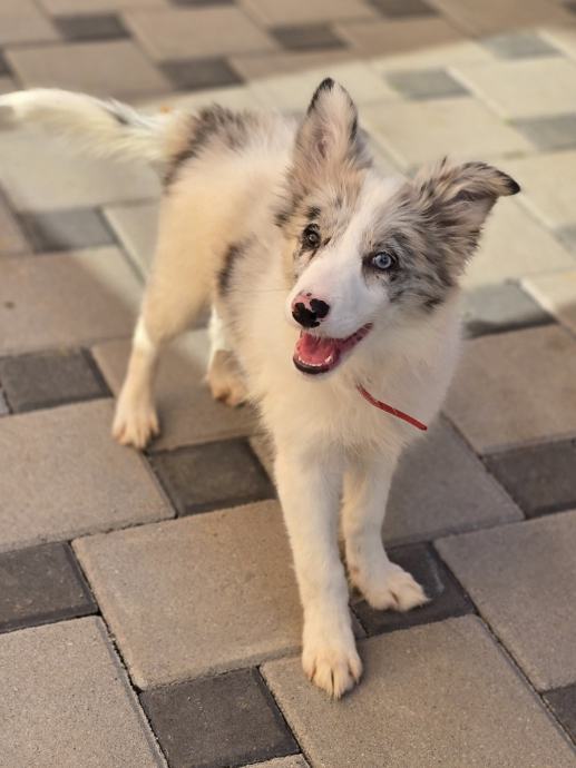 Border Collie Čistokrvni Štenci