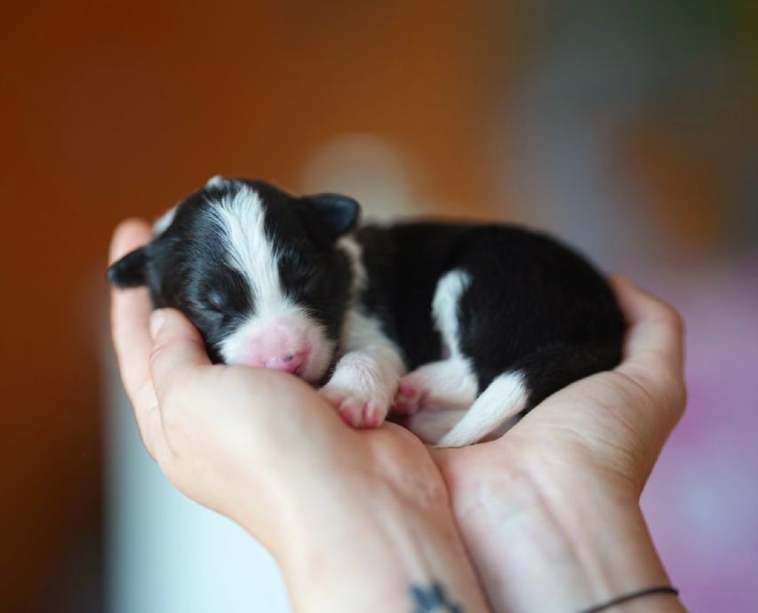 Border Collie štenci sa rodovnicom