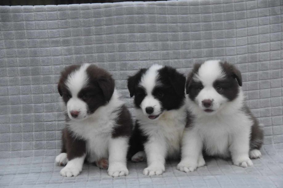 Border Collie štenci