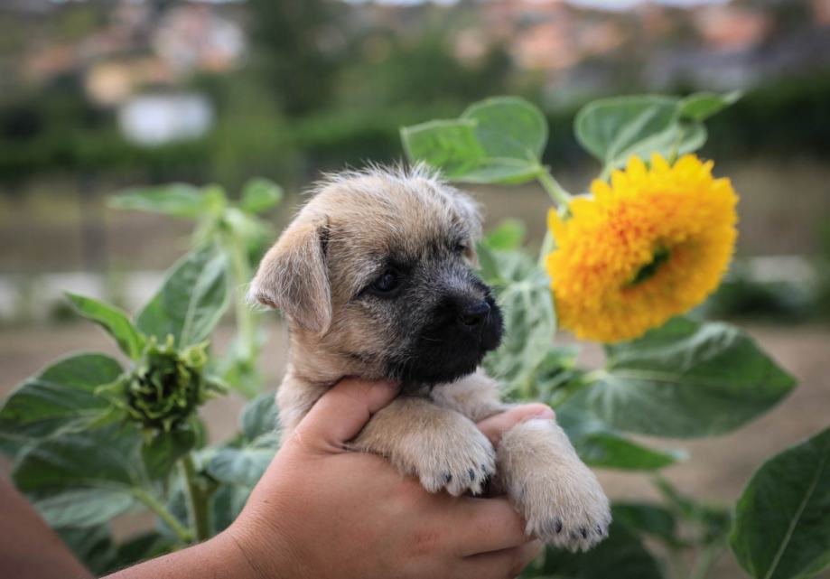 Cairn terrier - kern terijer mužjak