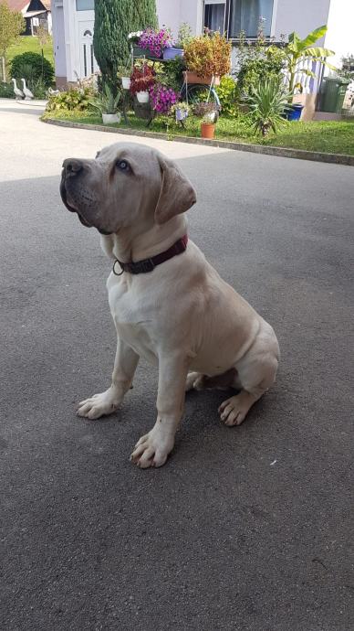 Cane Corso - Albino