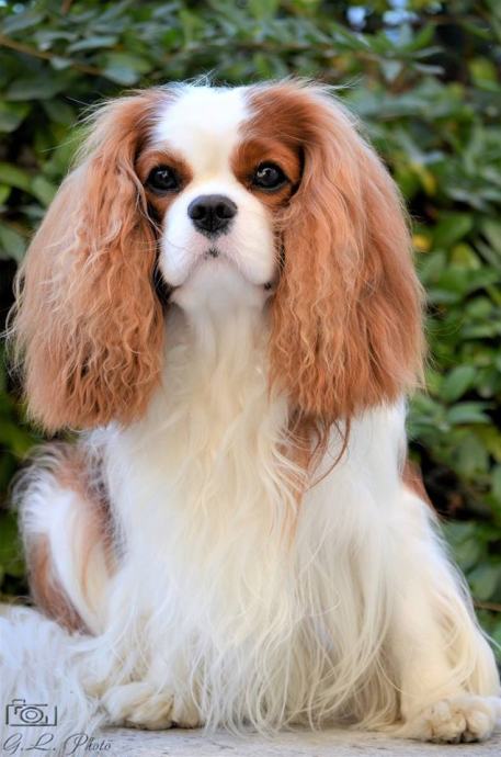 blenheim cavalier king charles spaniel