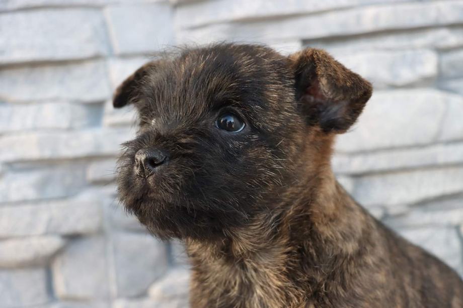 Kern terijer - Cairn terrier