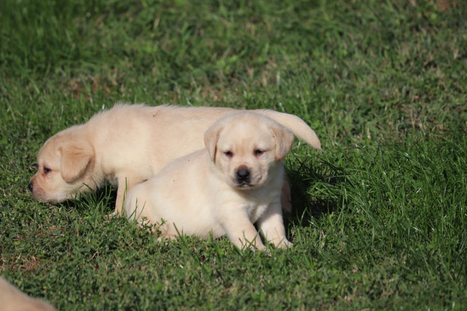 Labrador retriver crni i žuti štenci