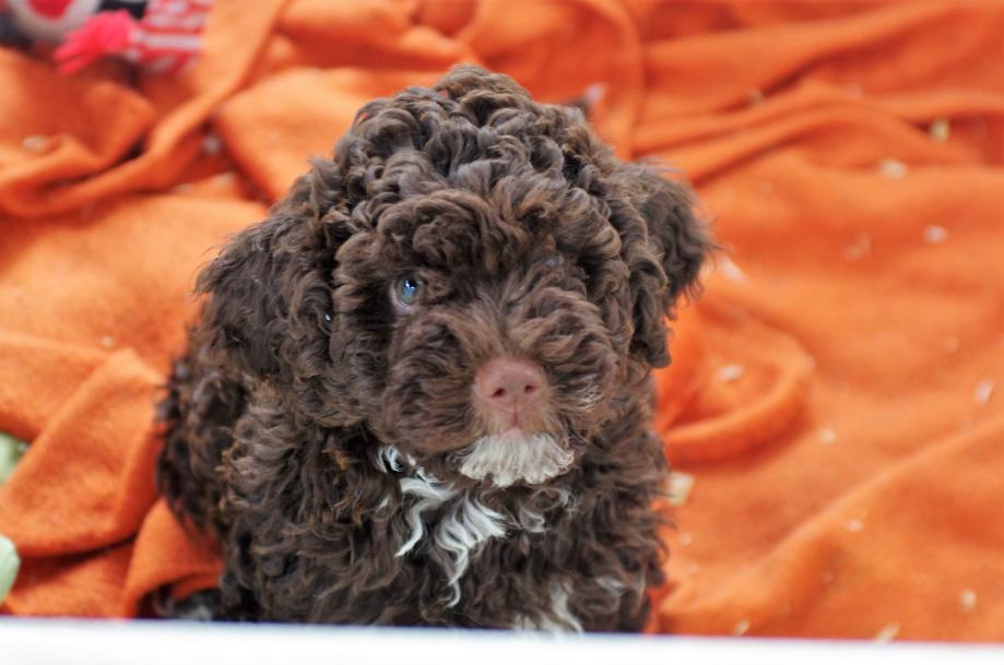 Lagotto Romagnolo štenci