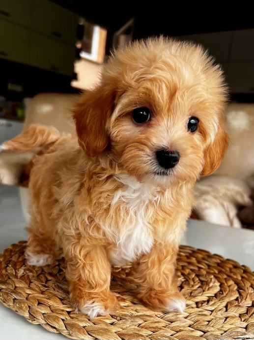 MALTIPOO MINI ŠTENCI