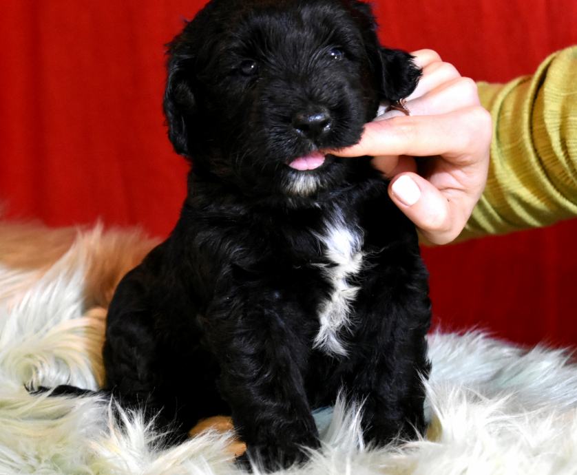 Portugalski pas za vodu (PORTUGUESE WATER DOG)