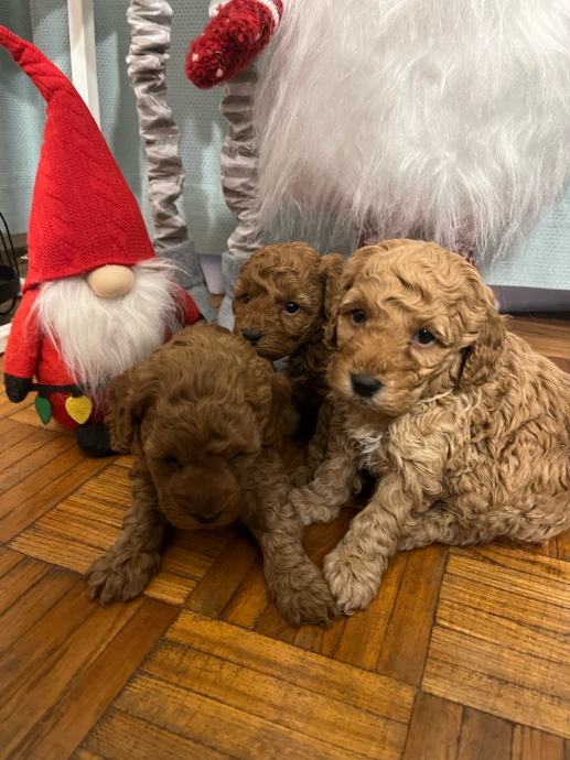 Pudla/Poodle minijaturni stenci sa rodovnicom