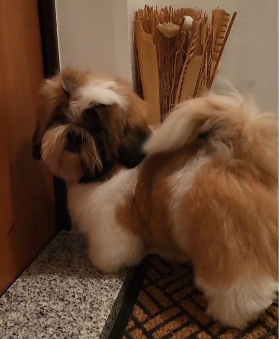 SHIH TZU ŠTENCI VRHUNSKIH RODITELJA S RODOVNICOM HKS