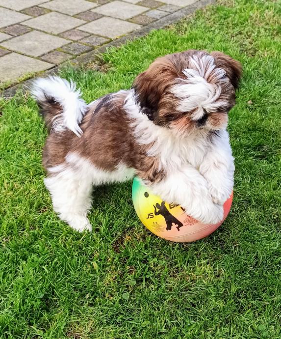 SHIH-TZU ŠTENCI SA RODOVNIKOM