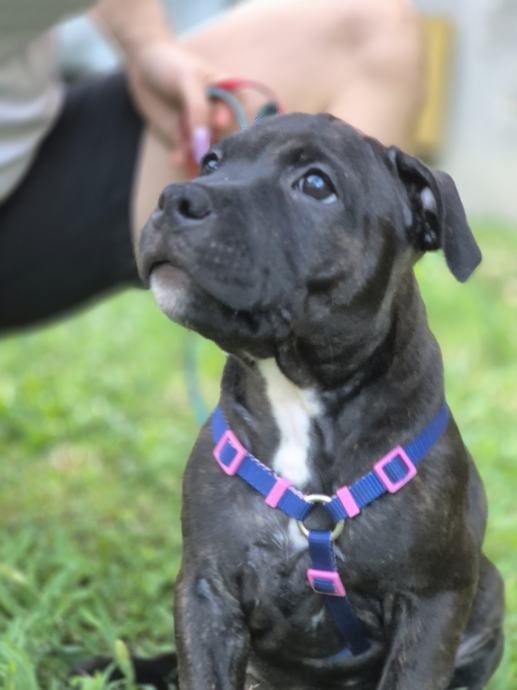 Staffordshire bull terrier, Stafordski bulterijer