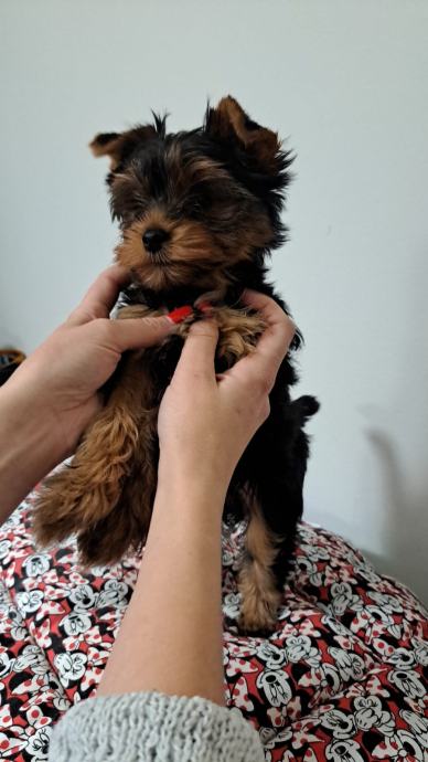 Jorkširski terijer / Yorkshire terrier