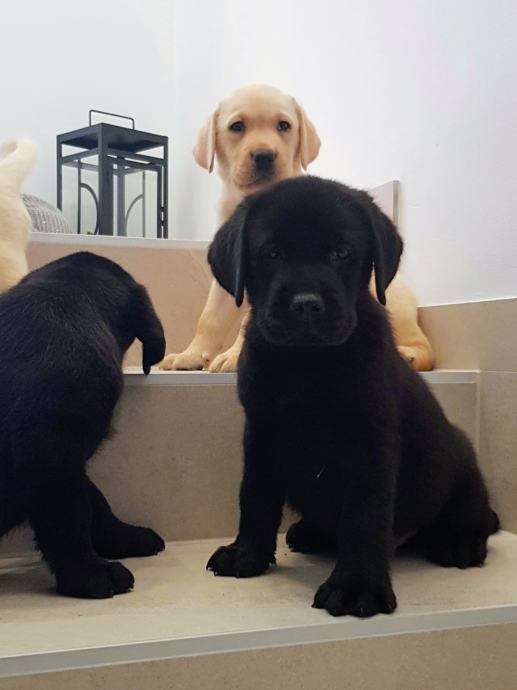 ŠTENCI LABRADOR RETRIVERA - ŽUTI I CRNI -SPREMNI ZA PREUZIMANJE !