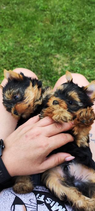 Yorkshire terrier rodovnik HKS, Yorki, Jorkširski terijer, Jorki