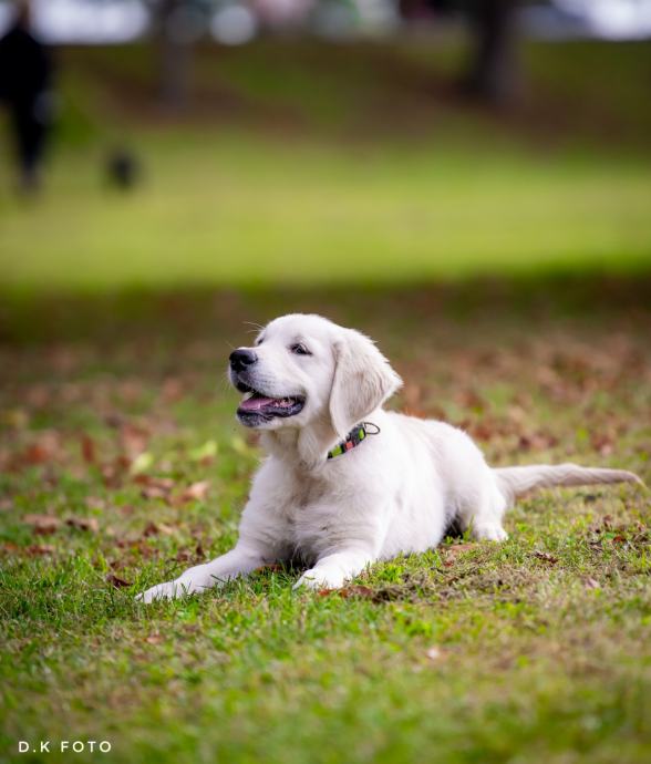 koja pasmina je bolja labrador ili zlatni retriver