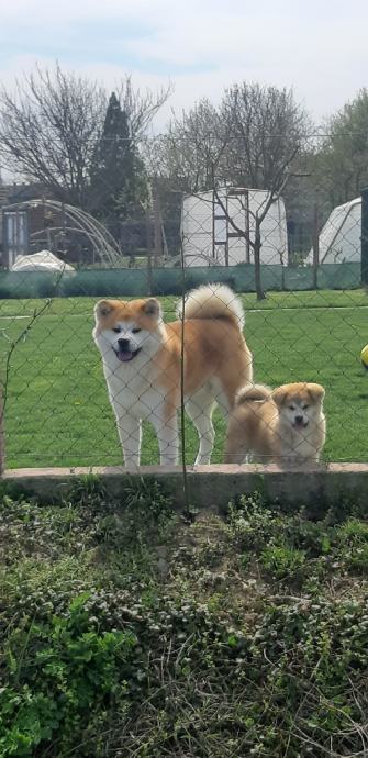 Akita inu - štenci