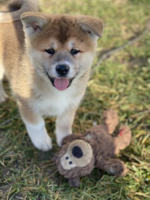 Akita Inu štenci