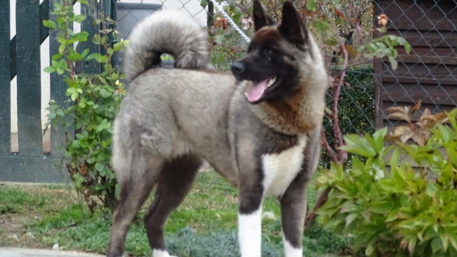 Ameican Akita