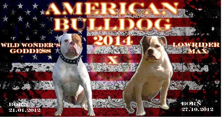 Americki Bulldog (Bully) STENE