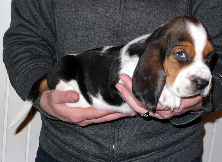 Basset Hound